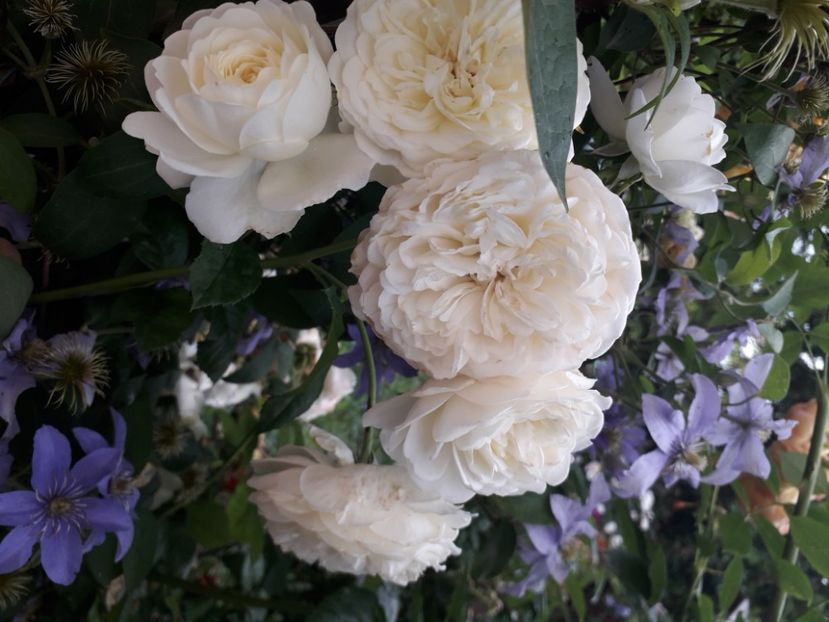  - 00 Trandafiri 2020