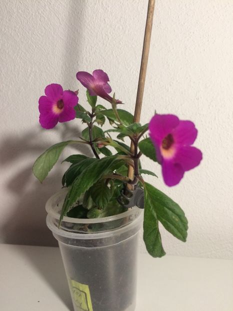 24.06.2020- Lavender Fancy - Achimenes 2020