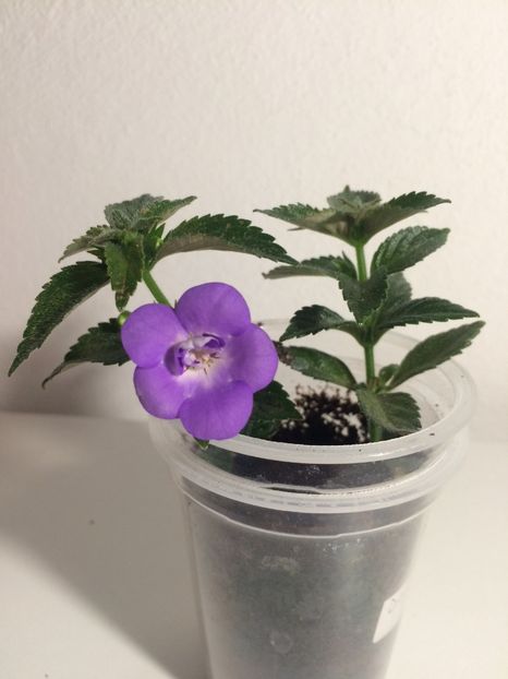 24.06.2020- Double Blue rose - Achimenes 2020