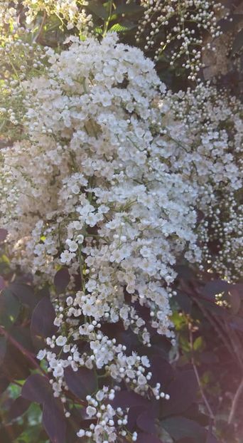  - A - A-Gradina de flori 2020