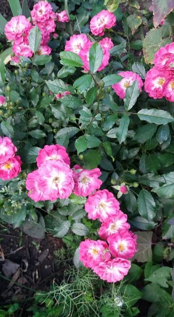  - A - A-Gradina de flori 2020