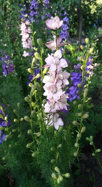  - A - A-Gradina de flori 2020