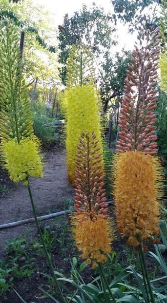  - A - A-Gradina de flori 2020