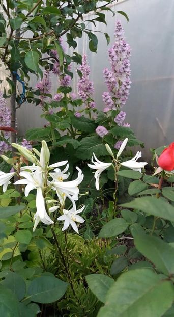  - A - A-Gradina de flori 2020