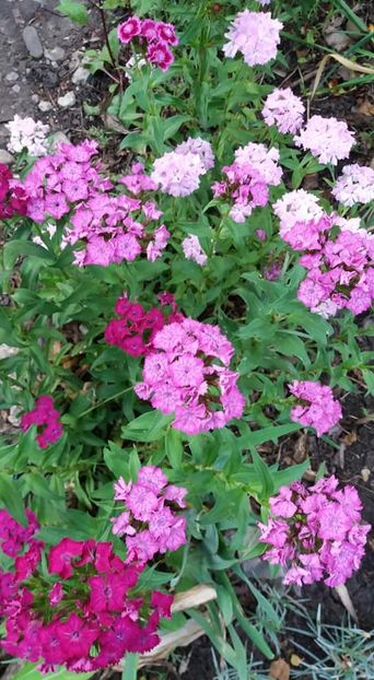  - A - A-Gradina de flori 2020