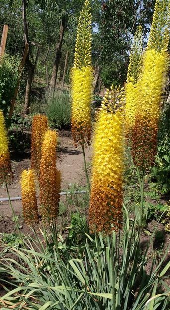  - A - A-Gradina de flori 2020