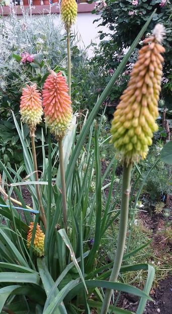  - A - A-Gradina de flori 2020