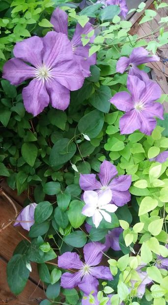  - A - A-Gradina de flori 2020