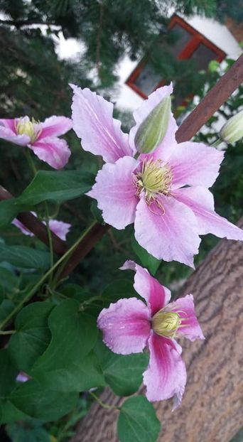  - A - A-Gradina de flori 2020