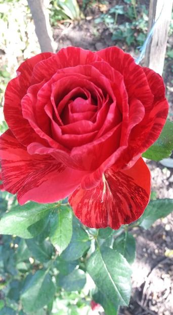  - A - A-Gradina de flori 2020