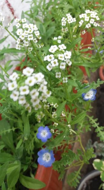  - A - A-Gradina de flori 2020