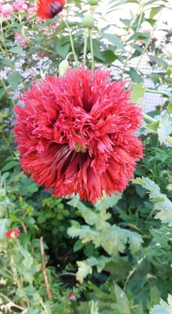  - A - A-Gradina de flori 2020