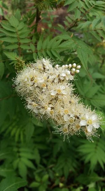 10356 (1) - A - A-Gradina de flori 2020