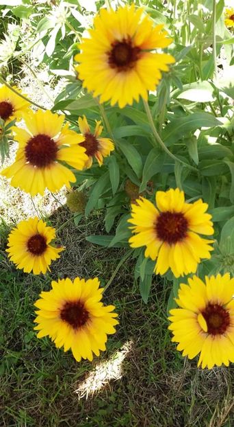  - A - A-Gradina de flori 2020