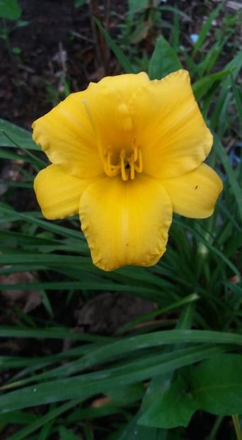  - A - A-Gradina de flori 2020