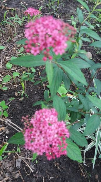  - A - A-Gradina de flori 2020