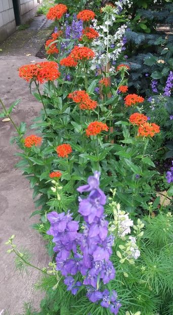  - A - A-Gradina de flori 2020