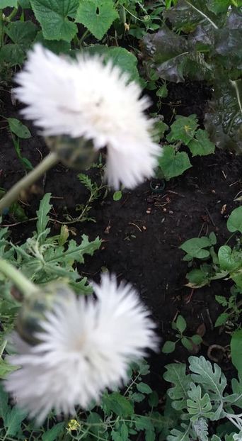  - A - A-Gradina de flori 2020