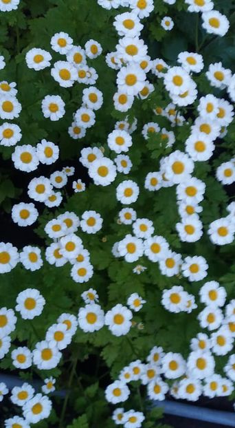  - A - A-Gradina de flori 2020