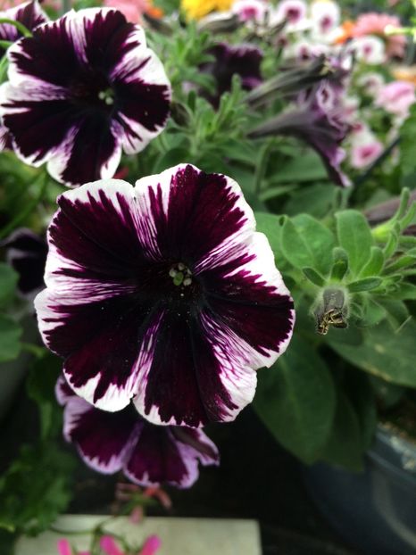 6.06.2020- petunia - Noutăți in lumea plantelor