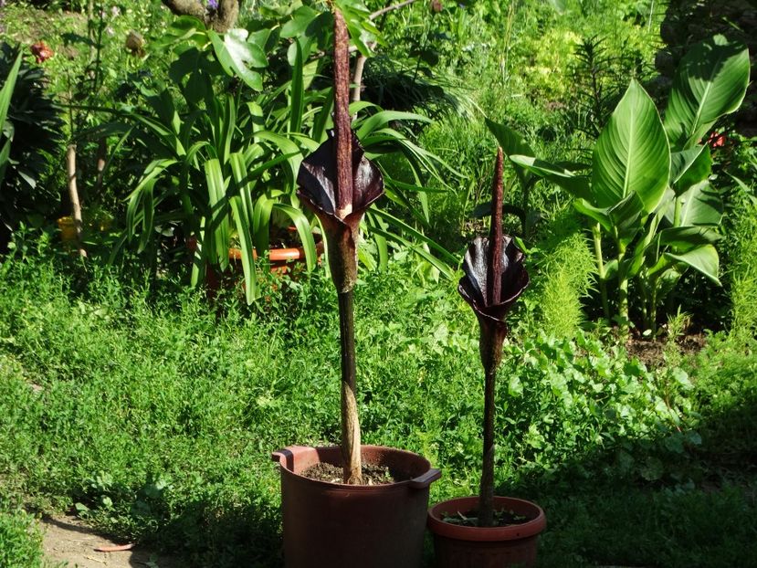  - Amorphophallus Konjac