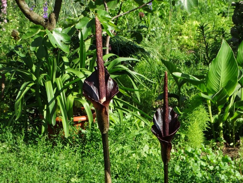  - Amorphophallus Konjac