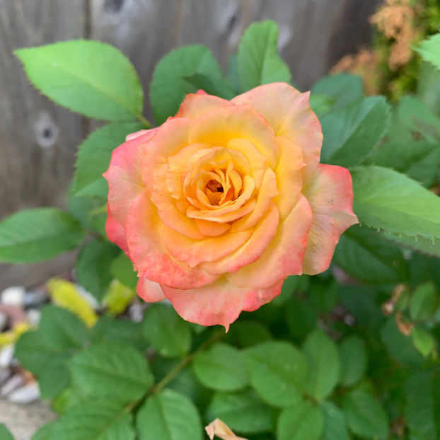  - Jurnalul gradinii 2020