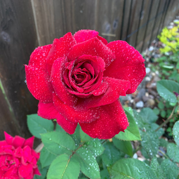  - Jurnalul gradinii 2020