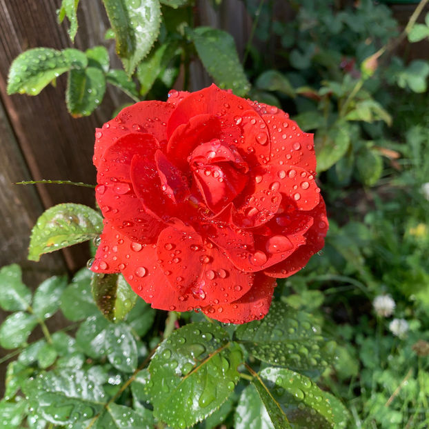  - Jurnalul gradinii 2020