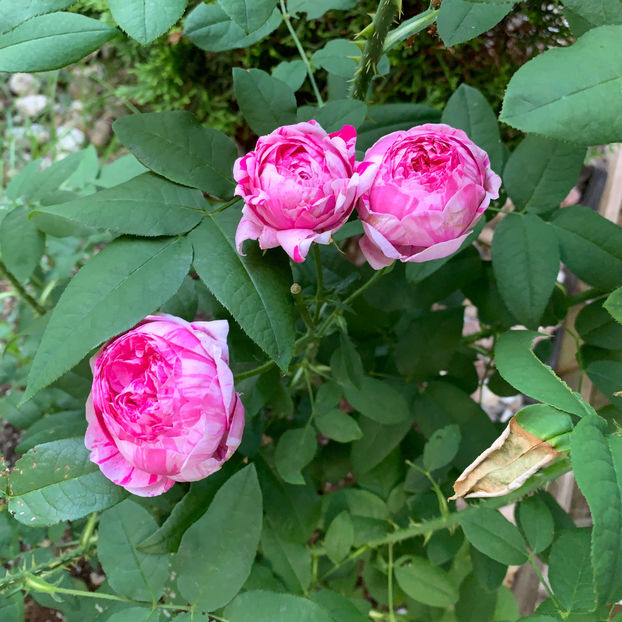  - Jurnalul gradinii 2020