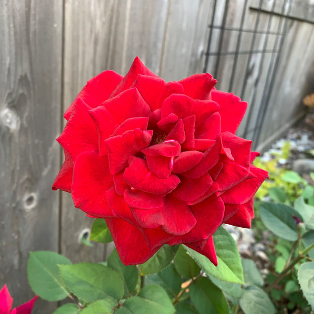  - Jurnalul gradinii 2020