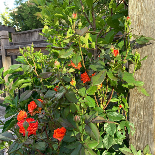  - Jurnalul gradinii 2020