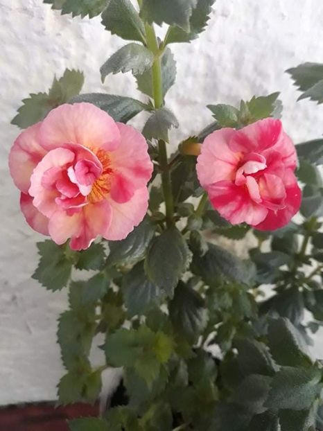  - 0001 2022 - Golden Buck