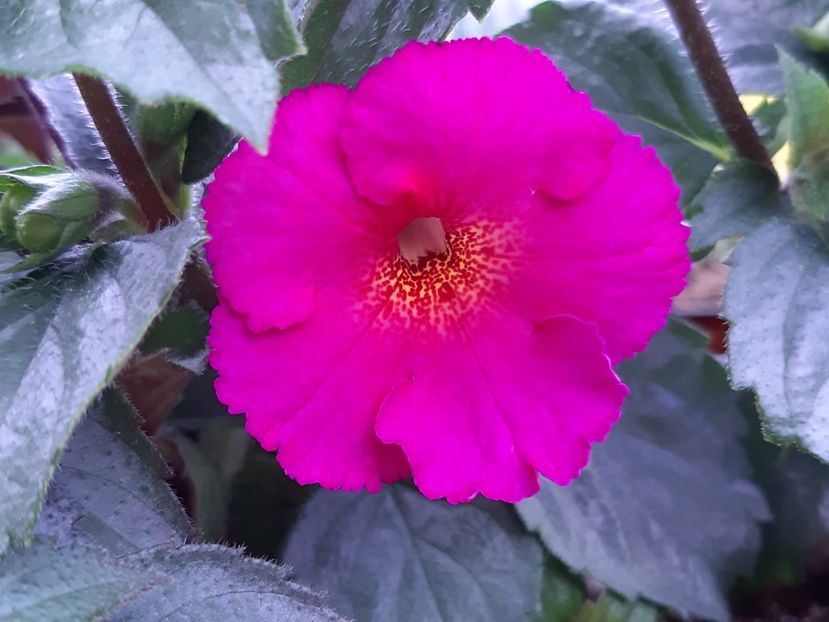 BriD’s Donna - Achi din semințe BriDs 2020