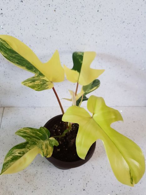 0 - Philodendron FLORIDA BEAUTY VARIEGATED