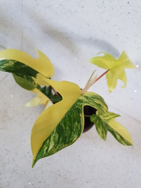 0 - Philodendron FLORIDA BEAUTY VARIEGATED