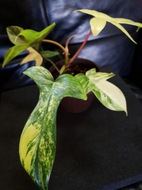 0-1 - Philodendron FLORIDA BEAUTY VARIEGATED