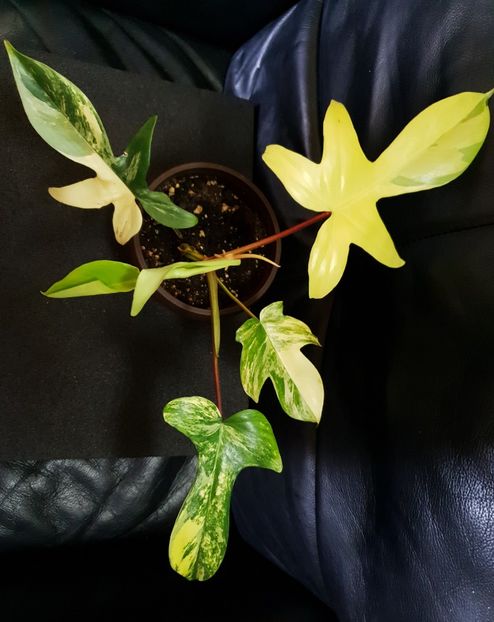 0-1 - Philodendron FLORIDA BEAUTY VARIEGATED