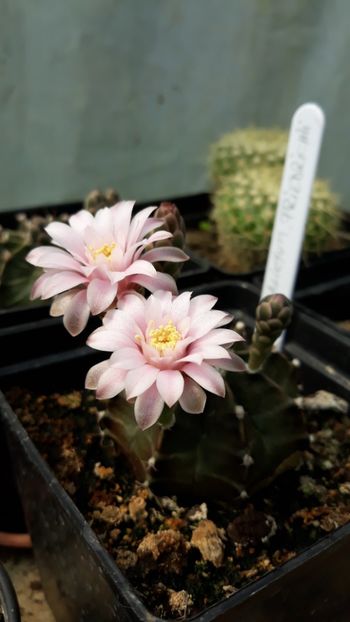  - 5 Cactuși