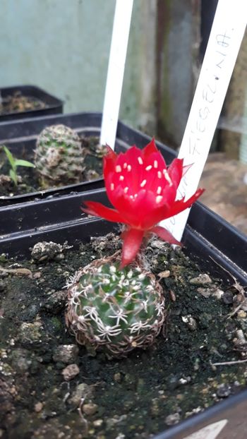  - 5 Cactuși