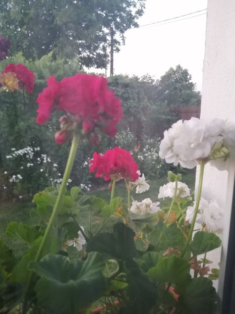  - Frumuseti la casa parinteasca