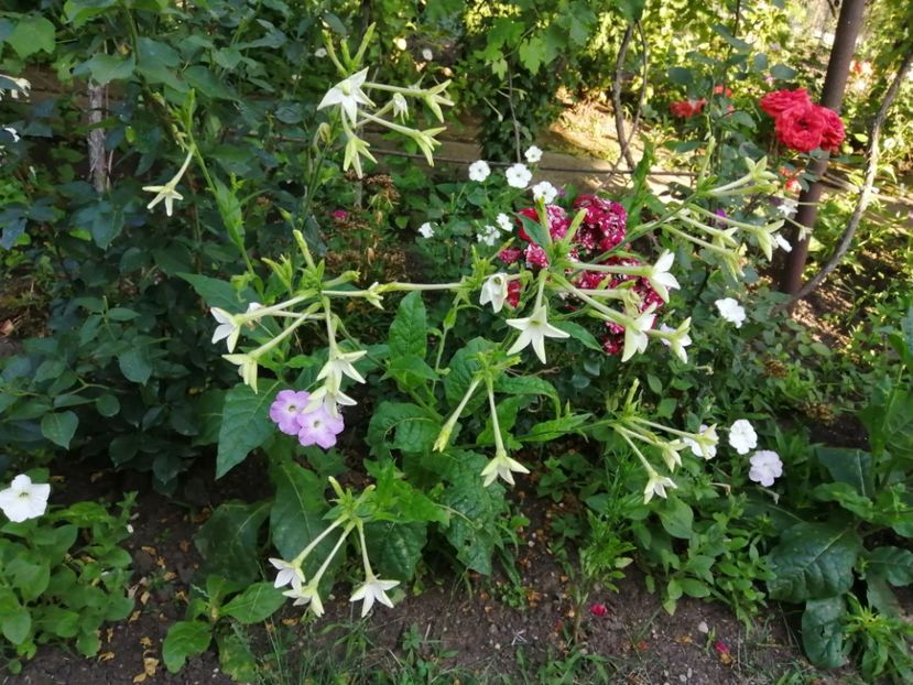  - Frumuseti la casa parinteasca