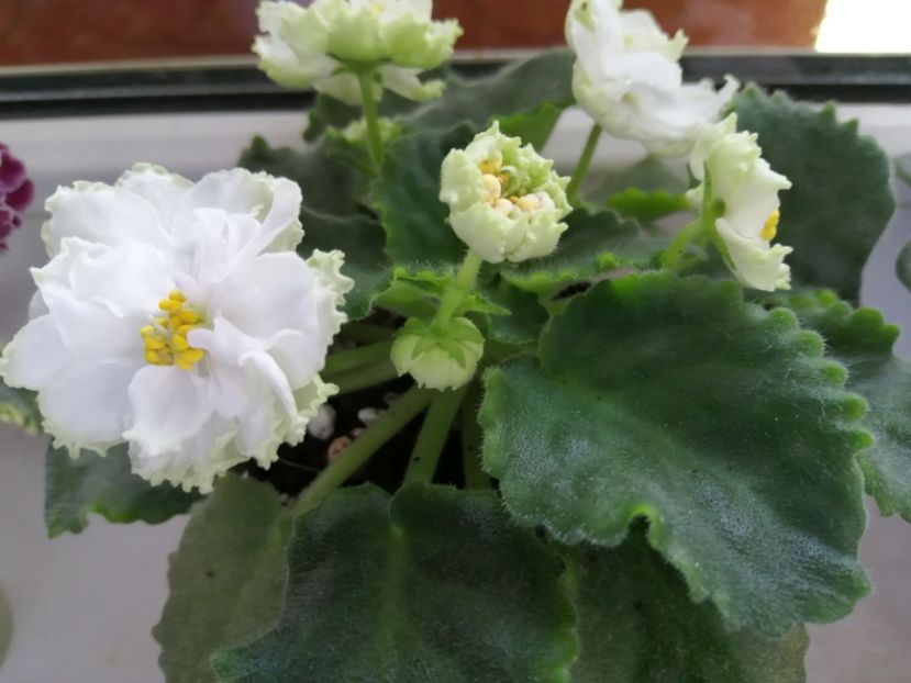  - Le Chateau Margaux