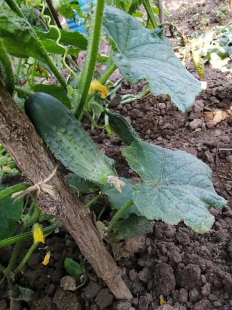  - Gradina cu legume-2017-acasa recolte 2018 - 2023