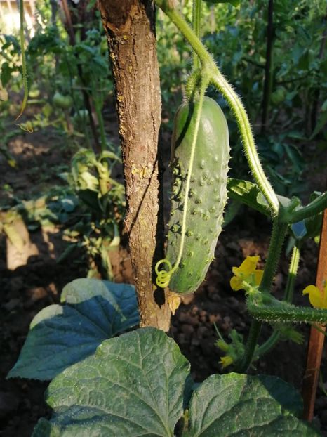  - Gradina cu legume-2017-acasa recolte 2018 - 2023