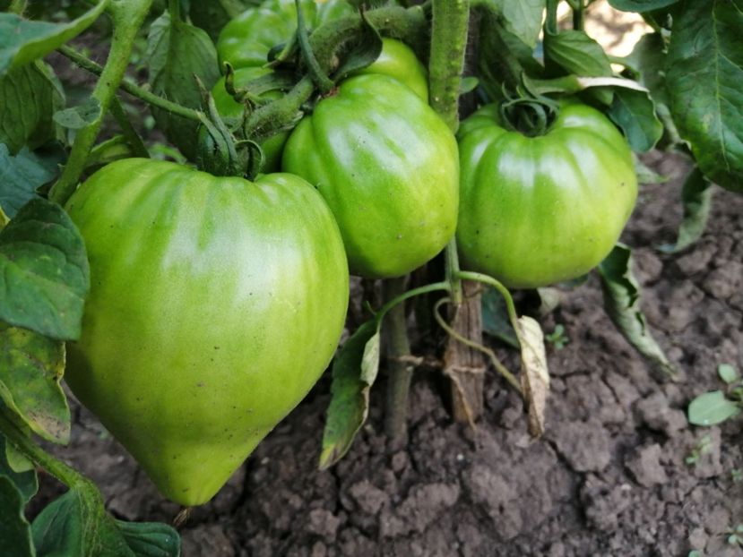  - Gradina cu legume-2017-acasa recolte 2018 - 2023