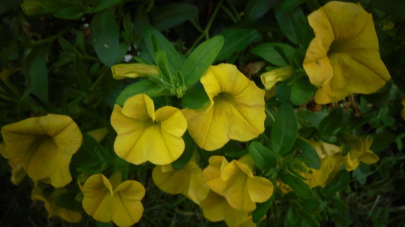 Million bells-caliibrachoa - Culori 2020