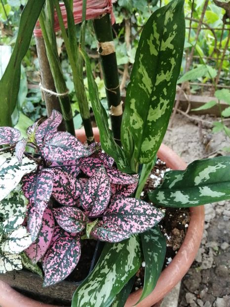  - Aglaonema