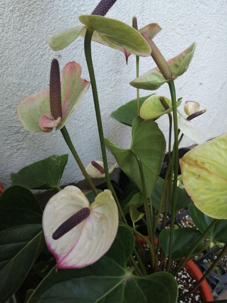  - Anthurium