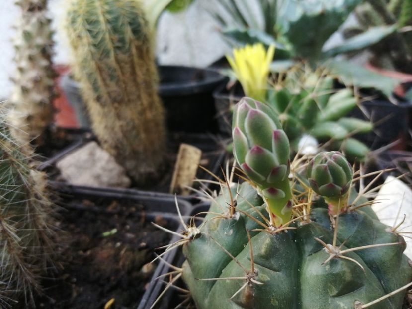  - Agave - cactuși - suculente